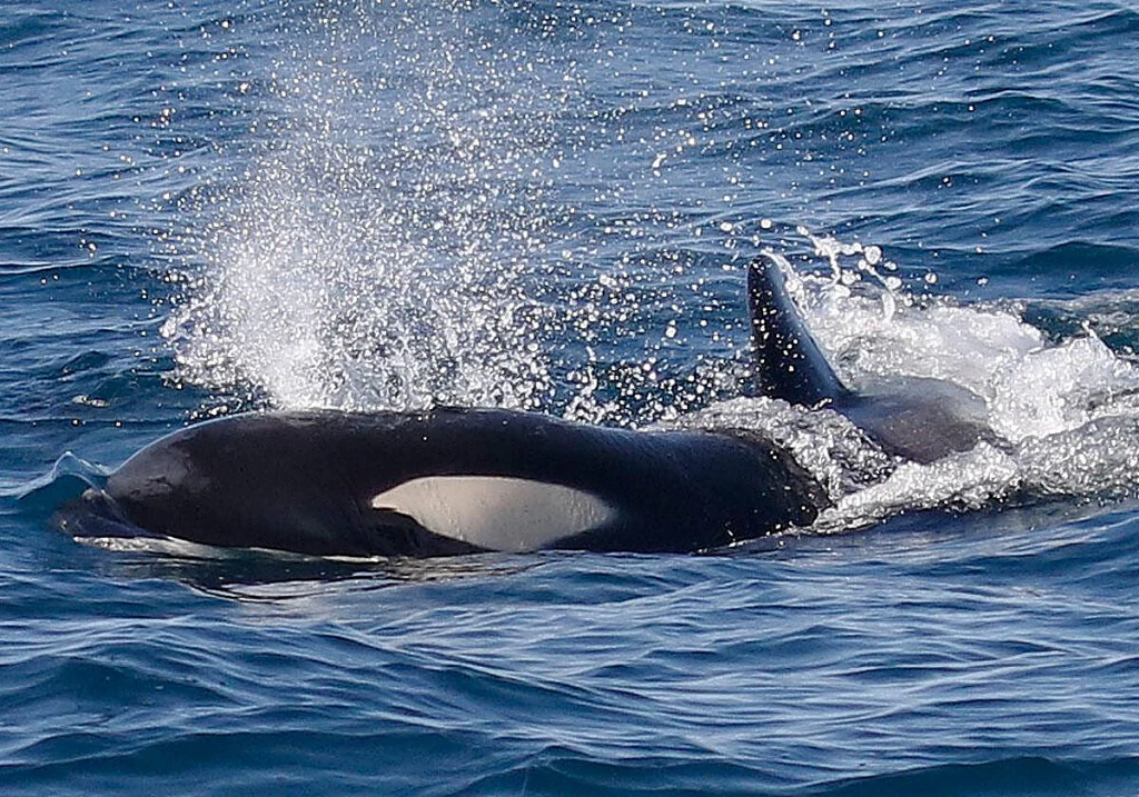 la orca ibérica 