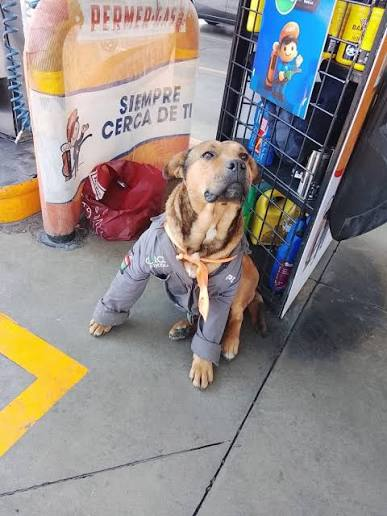 La noticia de la muerte del perrito Solovino conmocionó las redes sociales