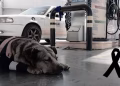 Dog resting on a gas-station floor beside a taxi, wearing a pink jacket with a black awareness ribbon nearby to the right.