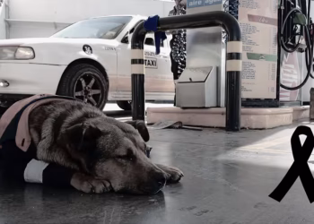 Dog resting on a gas-station floor beside a taxi, wearing a pink jacket with a black awareness ribbon nearby to the right.