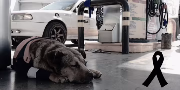 Dog resting on a gas-station floor beside a taxi, wearing a pink jacket with a black awareness ribbon nearby to the right.